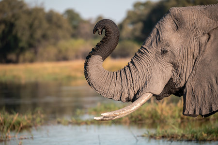 Elephant in the Chobe National Park, Botswana, Africa