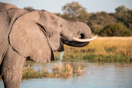 Elephant drinking water in Chobe National Park, Botswana, Africaの写真素材