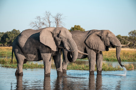 Elephants in Chobe National Park, Botswana, Africa