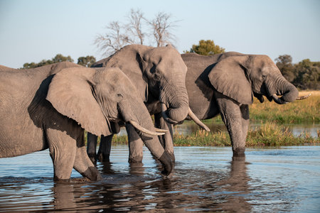 Elephants in Chobe National Park, Botswana, Africa