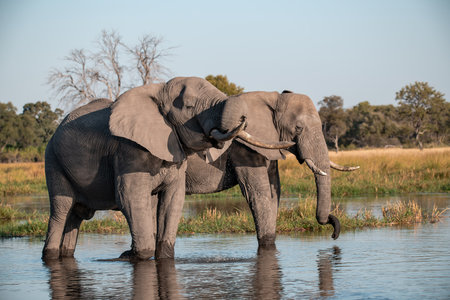Elephants in Chobe National Park, Botswana, Africa