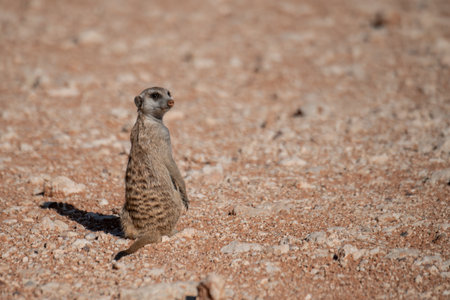 Meerkat standing on the ground in Namib desert, Namibiaの写真素材