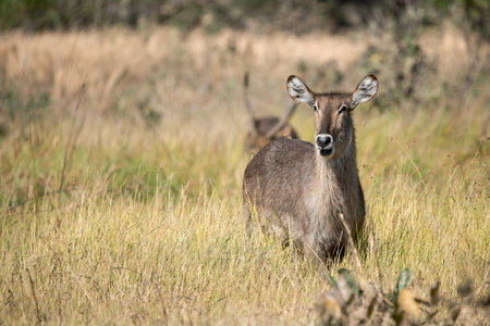 Waterbuck in the Okavango Deltaの写真素材