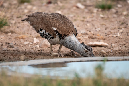 Kori bustard, Otis tarda, single bird by water, South Africaの写真素材