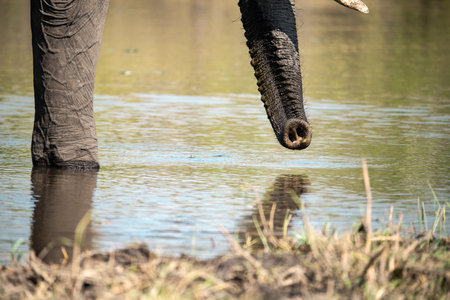 Elephant drinking water in Chobe National Park, Botswana, Africa
