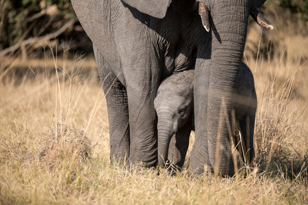 Elephant baby in Chobe National Park, Botswana, Africaの写真素材