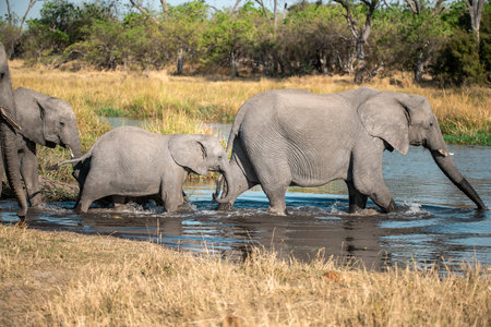 Elephants in Chobe National Park, Botswana, Africa