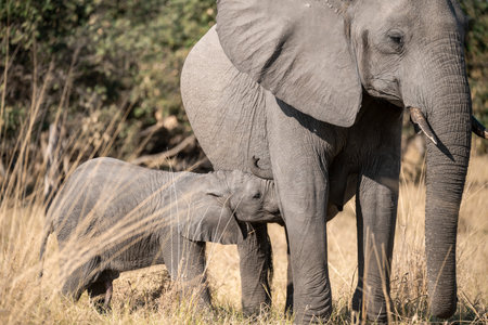 Baby elephant with mother in Chobe National Park, Botswana, Africaの写真素材