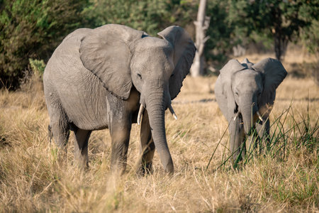 Elephants in Chobe National Park, Botswana, Africaの写真素材