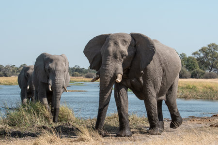 Elephants in Chobe National Park, Botswana, Africaの写真素材