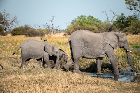Elephants in Chobe National Park, Botswana, Africaの写真素材
