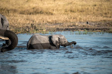 Elephants in Chobe National Park, Botswana, Africa