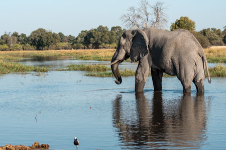 Elephant drinking water in Chobe National Park, Botswana, Africaの写真素材