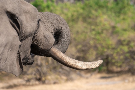 Elephant in the Chobe National Park, Botswana, Africaの写真素材