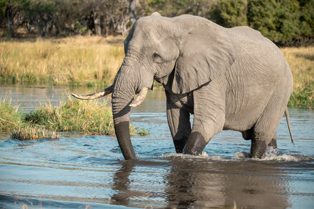 Elephant drinking water in Chobe National Park, Botswana, Africa