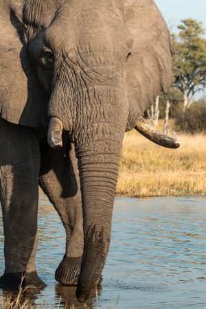 Elephant in the Chobe National Park, Botswana, Africa
