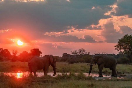 Elephants in Chobe National Park, Botswana, Africaの写真素材