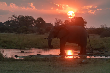 Elephant at sunset in Chobe National Park, Botswana, Africaの写真素材