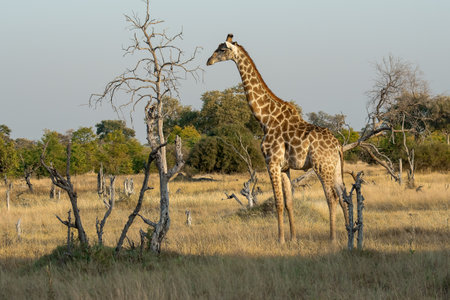 Giraffes in the Okavango Delta - Moremi National Park in Botswana
