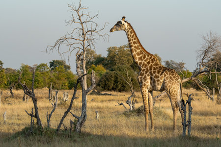 Giraffes in the Okavango Delta - Moremi National Park in Botswanaの写真素材