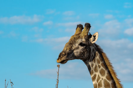 Giraffes in Chobe National Park, Botswana, Africaの写真素材