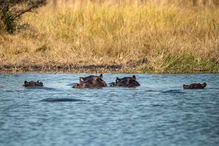 Hippos in the Okavango Delta - Moremi National Park in Botswanaの写真素材