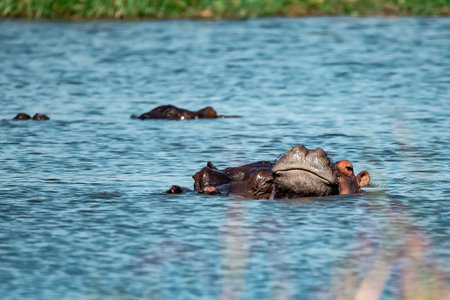Hippos in the Moremi Game Reserve (Okavango River Delta), National Park, Botswanaの写真素材