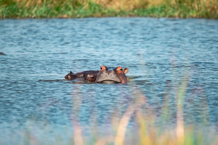 Hippos in the Moremi Game Reserve (Okavango River Delta), National Park, Botswana