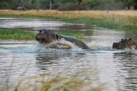 Hippopotamus in the Moremi Game Reserve (Okavango River Delta), National Park, Botswana