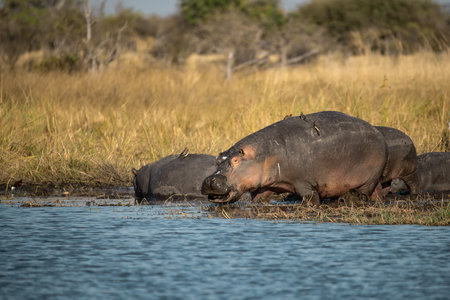 Hippos in Chobe National Park, Botswana, Africaの写真素材