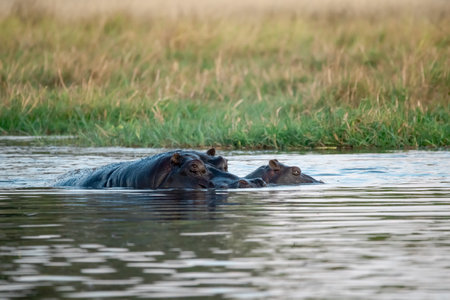 Hippos in Chobe National Park, Botswanaの写真素材