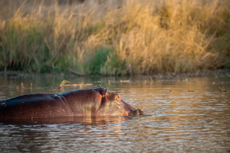 Hippopotamus in the Moremi Game Reserve (Okavango River Delta), National Park, Botswanaの写真素材
