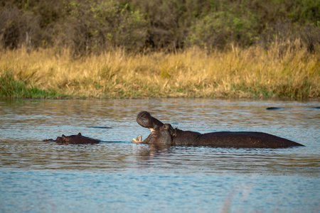 Hippos in Chobe National Park, Botswana, Africa