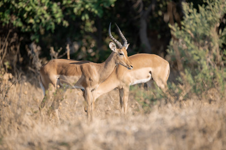 Impala in the Okavango Delta - Moremi National Park in Botswanaの写真素材