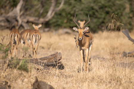 Impala Antelope - Aepyceros melampusの写真素材