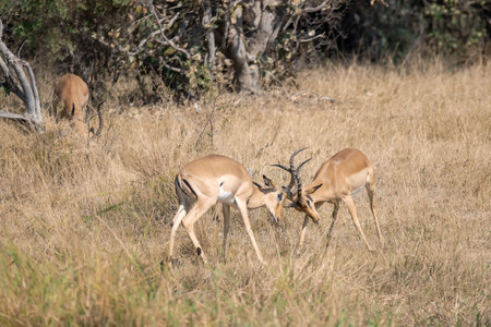 Impala antelope (Aepyceros melampus)の写真素材