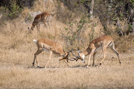 Male and female Impala antelope in Chobe National Park, Botswana, Africaの写真素材