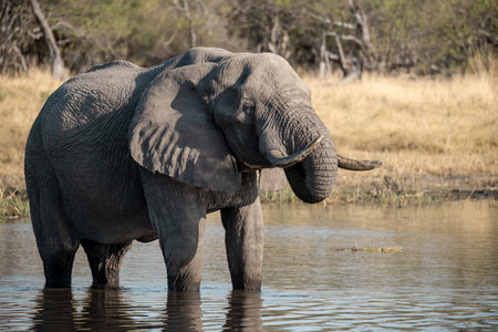 Elephant drinking water in Chobe National Park, Botswana, Africaの写真素材