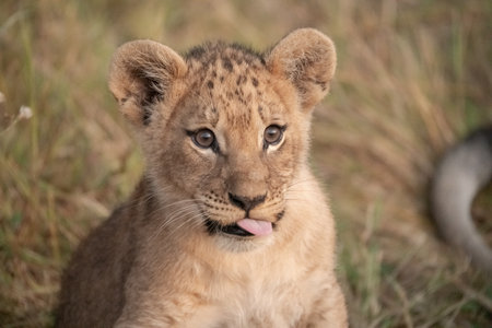 Lion cub in Maasai Mara National Park in Kenya, Africaの写真素材