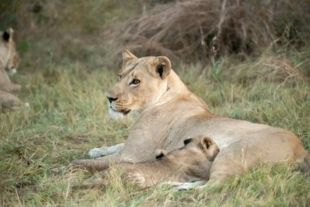 Lioness and her cub in Masai Mara National Park, Kenyaの写真素材