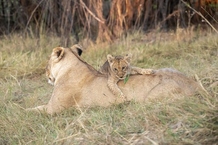 Lion cub playing with his mother in the Okavango Delta, Botswana.の写真素材