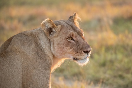Lioness in the Okavango Delta - Moremi National Park in Botswanaの写真素材