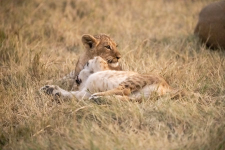 Lion cubs playing in the grass in the Masai Mara National Park in Kenyaの写真素材