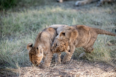 Lion cubs playing in the grass in the Chobe National Park, Botswana.