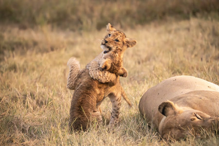 Lion cub playing with mother lioness in Masai Mara Kenyaの写真素材