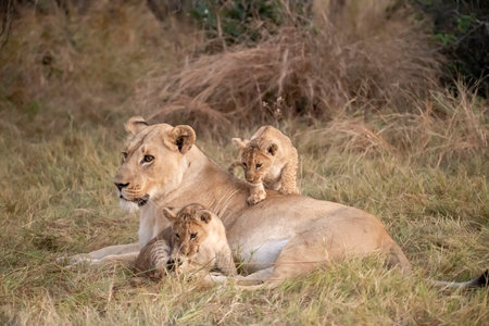 Lioness with her cubs in the Masai Mara National Park in Kenyaの写真素材