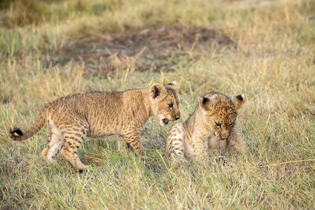 Lion cubs playing in the grass in Serengeti National Park, Tanzania