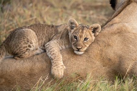 Lion cub with mother in Serengeti National Park, Tanzania