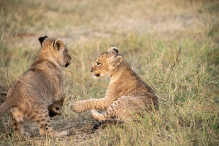 Lion cubs playing in the grass in Maasai Mara National Park in Kenya