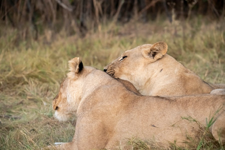 Lioness and lion cubs in Serengeti National Park, Tanzania